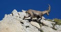 Young alpine ibex walking on a rock Royalty Free Stock Photo