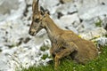 Young Alpine Ibex