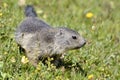 Young Alpine marmot in grass