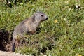 Young Alpine marmot in grass