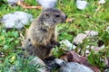 Young alpine Marmot in the mountains Royalty Free Stock Photo