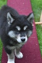 Young Alusky Puppy Standing on a Teeter Totter Royalty Free Stock Photo