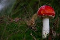 Young Amanita muscaria, fly agaric or fly amanita