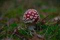 Young Amanita muscaria, fly agaric or fly amanita