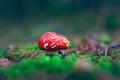 Young Amanita Muscaria, Known as the Fly Agaric or Fly Amanita