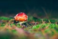 Young Amanita Muscaria, Known as the Fly Agaric or Fly Amanita