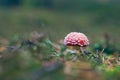 Young Amanita Muscaria, Known as the Fly Agaric or Fly Amanita