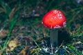 Young Amanita Muscaria, Known as the Fly Agaric or Fly Amanita