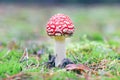 Young Amanita Muscaria, Known as the Fly Agaric or Fly Amanita