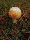 Young Amanita Muscaria variety Guessowii, American Yellow Fly Agaric