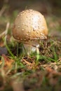 A young Amanita Pantherina, also called panther cap or false blusher, in the forest.