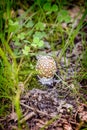 Young Amanita Pantherina