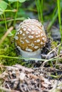 Young Amanita Pantherina