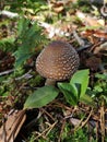 Young Amanita pantherina, panther cap false blusher.