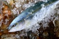 Young amberjack fish or buri fish.