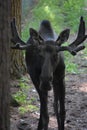 Young Moose with a Rack of Antlers in Maine