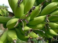 Young Ambon bananas on the tree Royalty Free Stock Photo