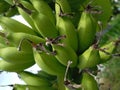 Young Ambon bananas on the tree Royalty Free Stock Photo