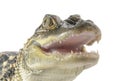 Young American Alligator Royalty Free Stock Photo