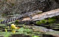 Young American Alligator basking on a fallen cypress log in the swamp prairie Royalty Free Stock Photo