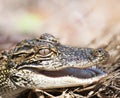 Young American Alligator Royalty Free Stock Photo