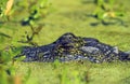 Young American Alligator   45053 Royalty Free Stock Photo