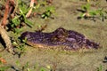 Young American Alligator   45054 Royalty Free Stock Photo