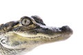 Young American Alligator Royalty Free Stock Photo