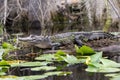 Young American Alligator in a dark Cypress Swamp with lily pads and Spanish Moss Royalty Free Stock Photo