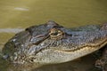 Young American Alligator Royalty Free Stock Photo