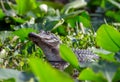 Young American Alligator in the Okefenokee Swamp, Georgia Royalty Free Stock Photo