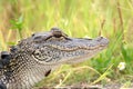 Young American alligator Royalty Free Stock Photo