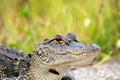 Young American alligator Royalty Free Stock Photo