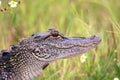 Young American alligator Royalty Free Stock Photo
