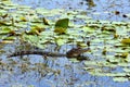 Young American alligator Royalty Free Stock Photo