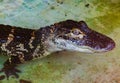 Young american alligator Royalty Free Stock Photo