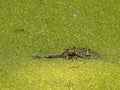 Young American alligator Royalty Free Stock Photo