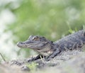 Young American Alligator Royalty Free Stock Photo