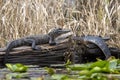 Young American Alligators basking on a long in Minnies Lake; Okefenokee Swamp, Georgia