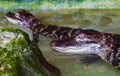 Young american alligators Royalty Free Stock Photo