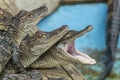 American alligator Alligator mississippiensis