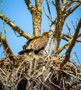 Young American bald eaglet walking around huge nest