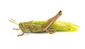 Young American Bird Grasshopper - Schistocerca Americana - Fresh Molt Showing Soft Lime Green Color Wings After It Sheds Its