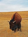 Young American Bison Buffalo in Custer State Park Royalty Free Stock Photo