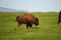 Young American Bison calf standing in a grassy pasture Royalty Free Stock Photo