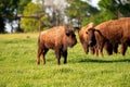 Young American Bison calf standing with herd in grassy pasture Royalty Free Stock Photo