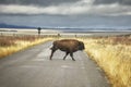 Bison crosses road in Grand Teton National Park, Wyoming, USA. Royalty Free Stock Photo