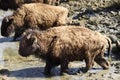 Young American bison passing through muddy water