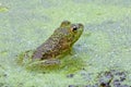 Young American Bullfrog in a Pond full of Duckweed