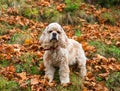 Young American cocker spaniel